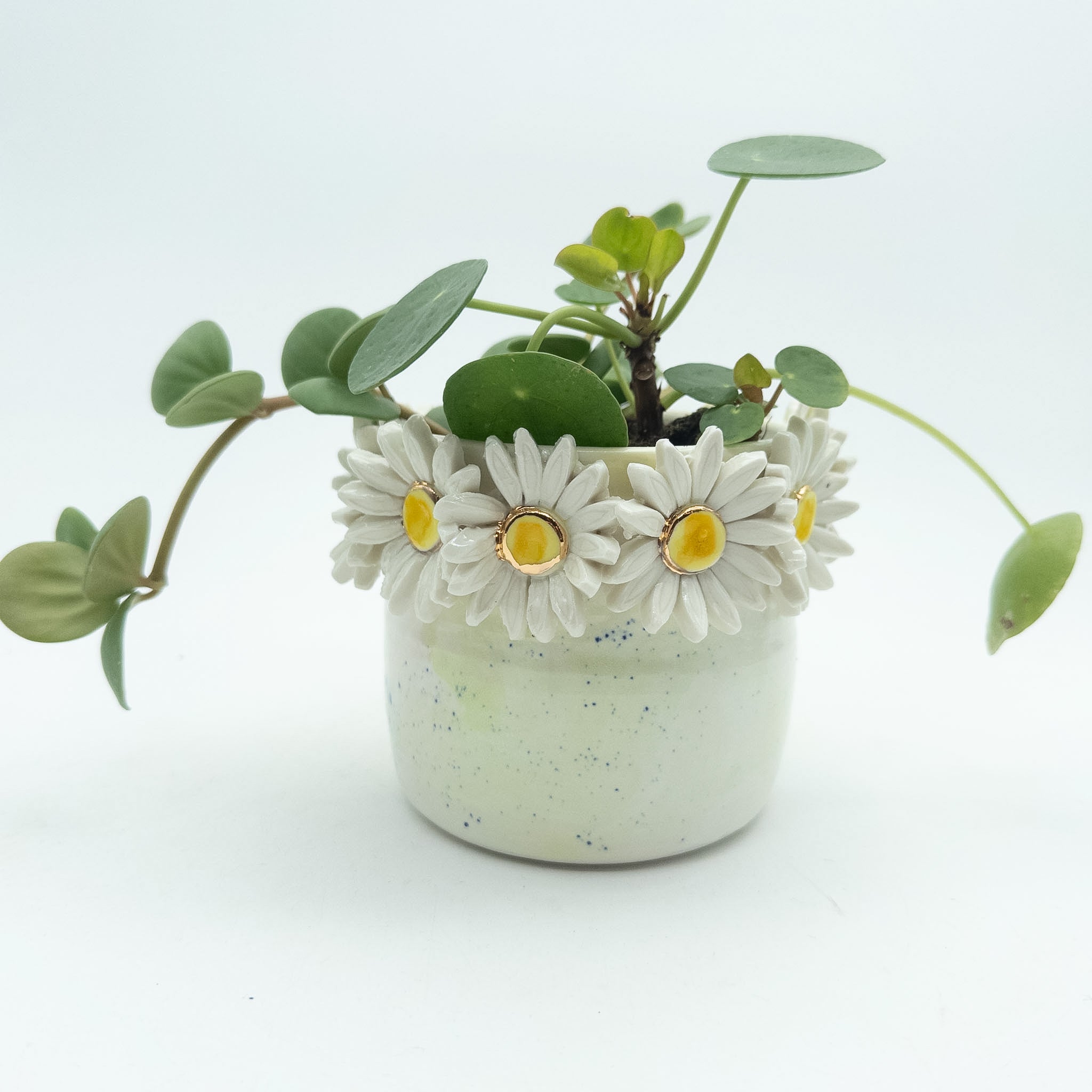 Krukke med margueritter