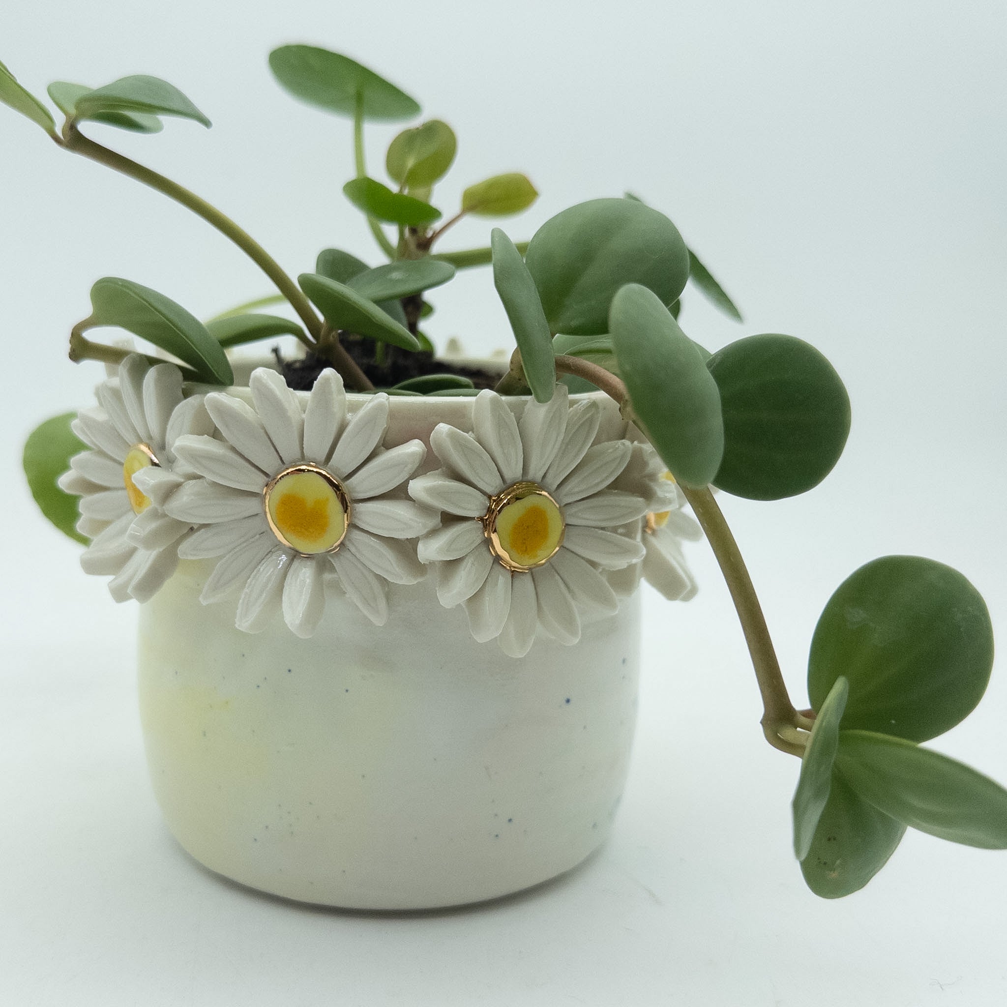 Krukke med margueritter